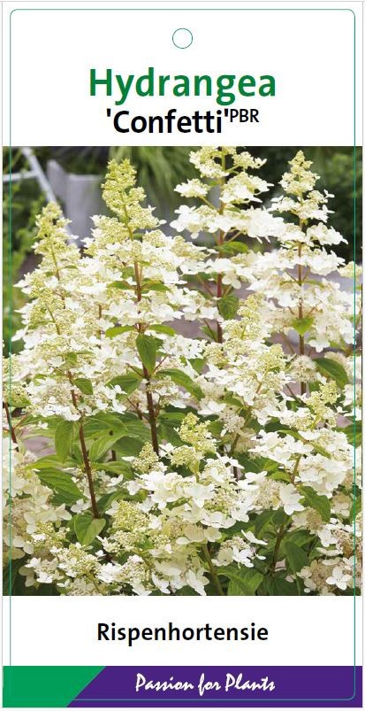 Hydrangea pan. 'Confetti' 50-60C7, D 25 cm