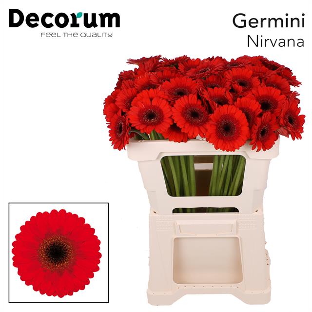 Гермини Нирвана, шт.