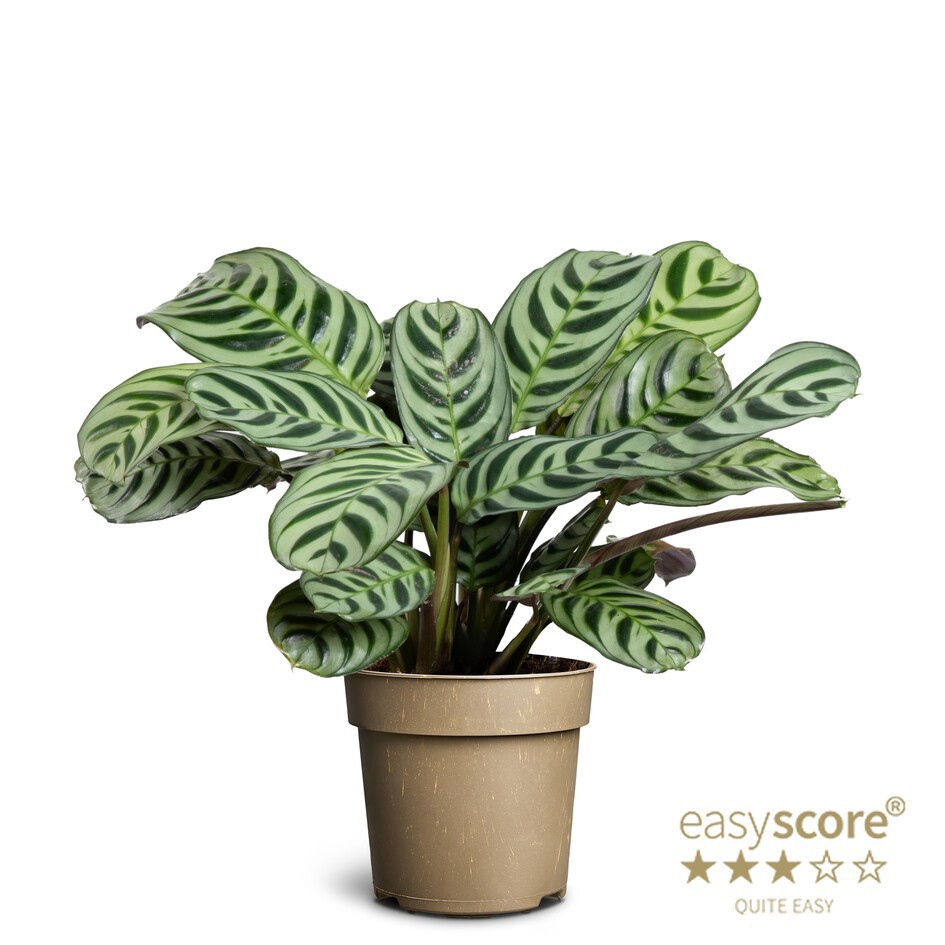 CTENANTHE BURLE-MARXII, D 11