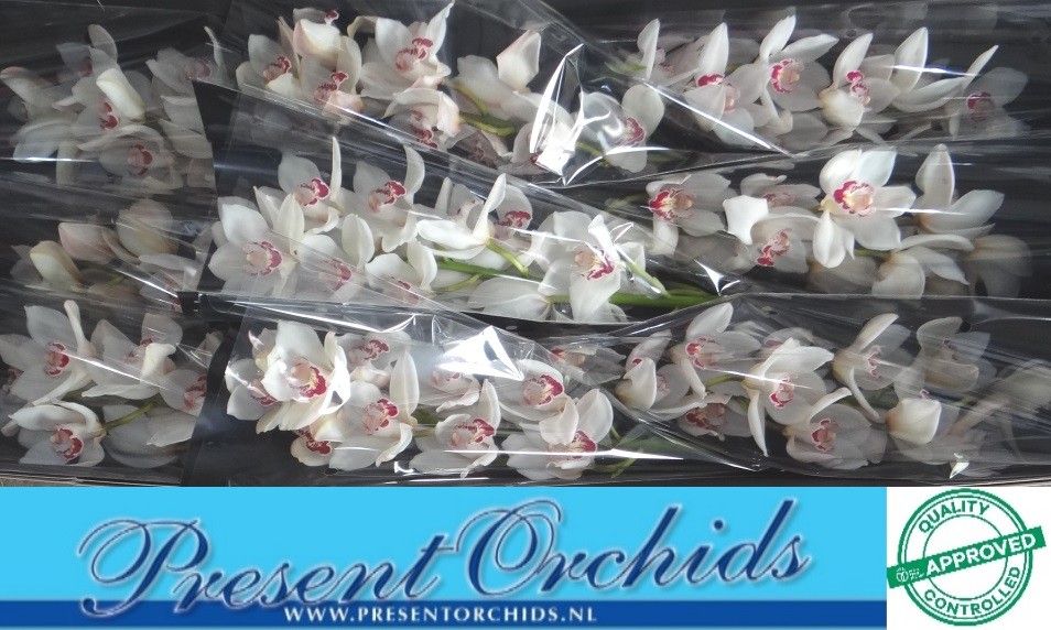 Цимбидиум Мазурка x9 60, шт.