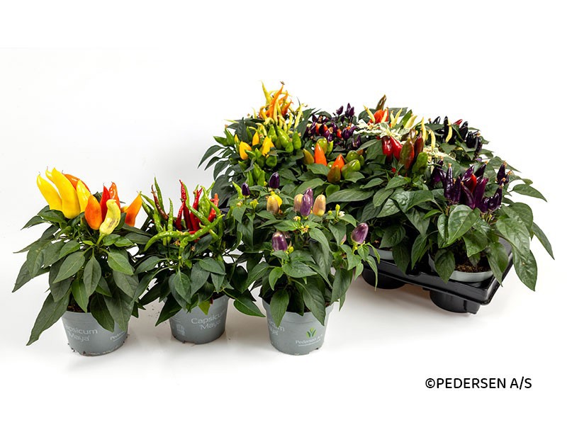 CAPSICUM ANNUUM 'Maya Mix', D 11 cm