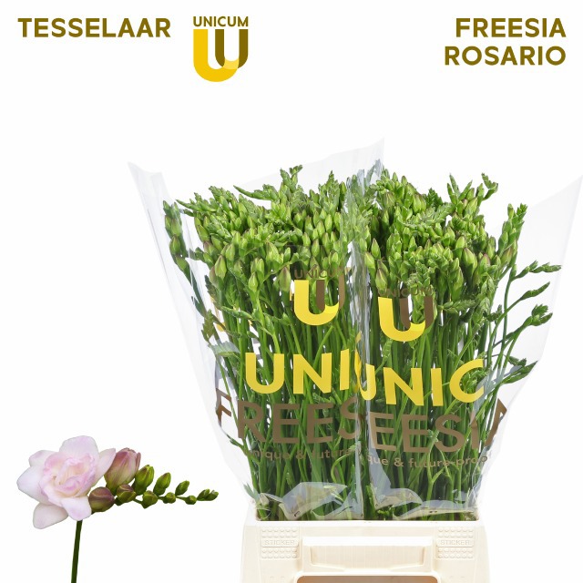 Фрезия дв. Розарио 50, шт.