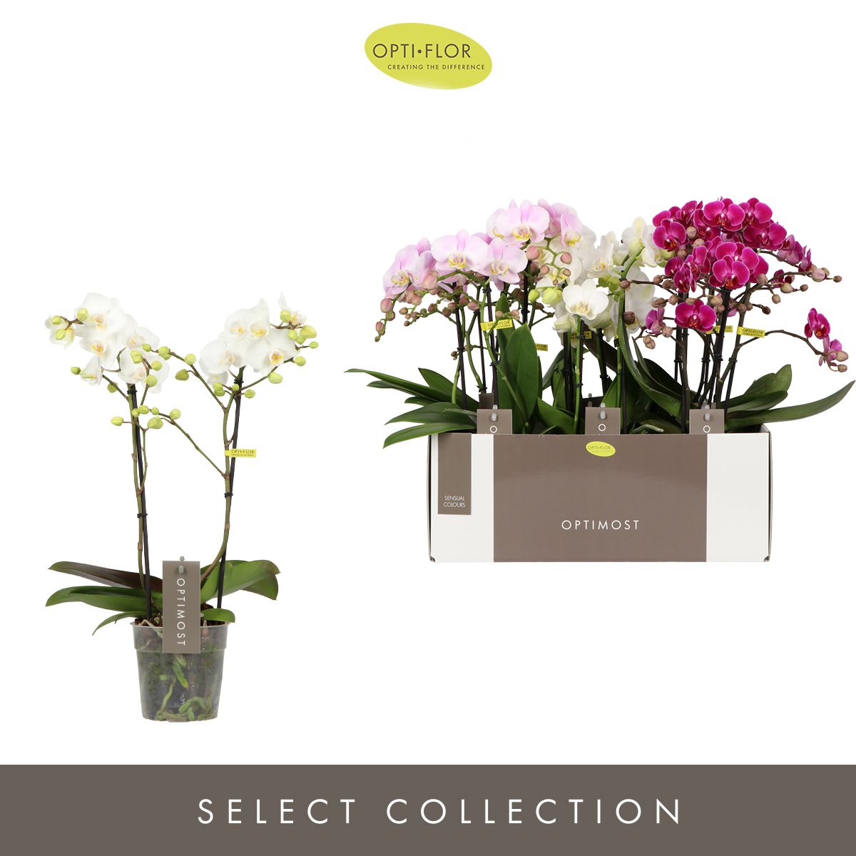 Optimost Sensual Mix 2 spike, D 12 cm