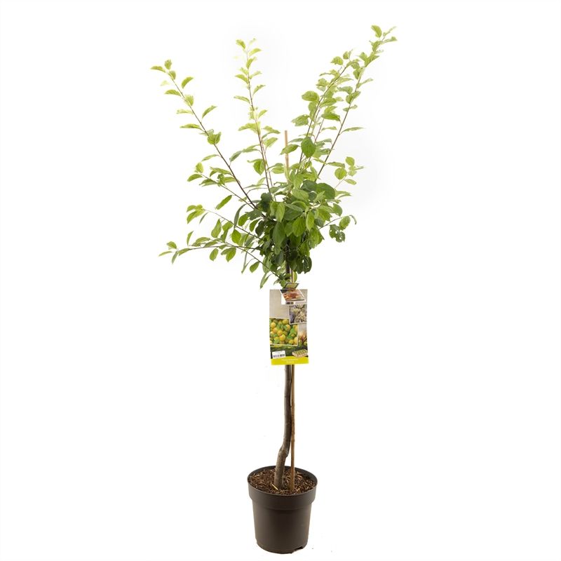 Prunus dom. Ontario halfstam Groen-gele pruim, D 27