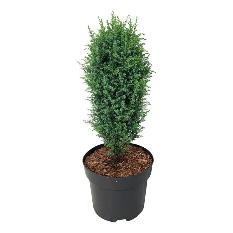Juniperus comm. 'Compressa', D 24