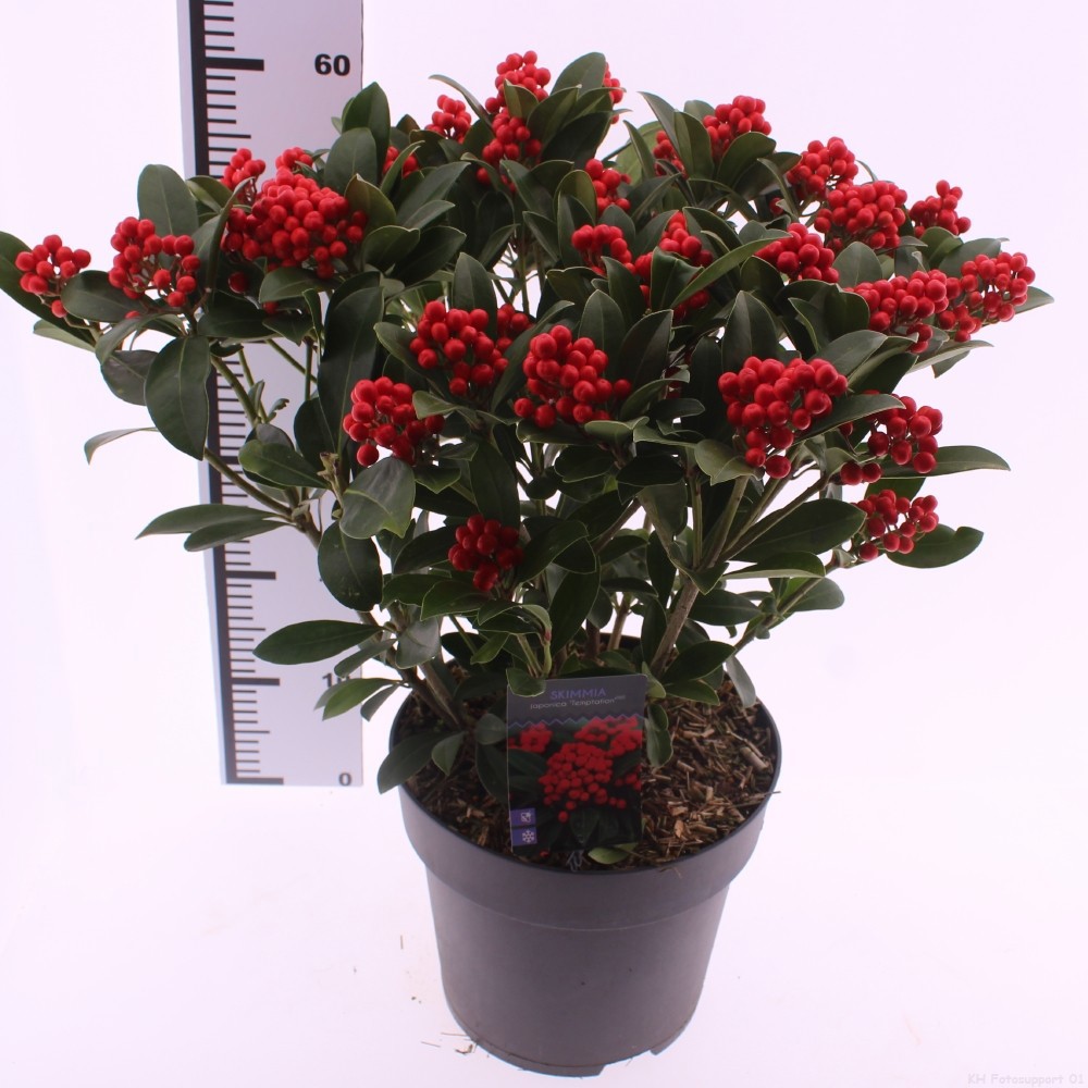 Skimmia jap. 'Temptation', D 29 cm