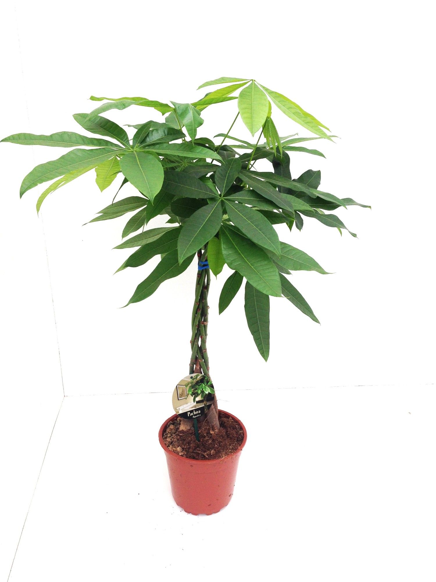 Pachira Aquatica 19 cm, D 19