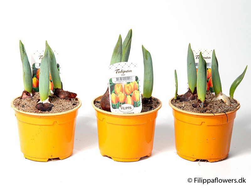 TULIPA FERGANICA 'Flair', D 10