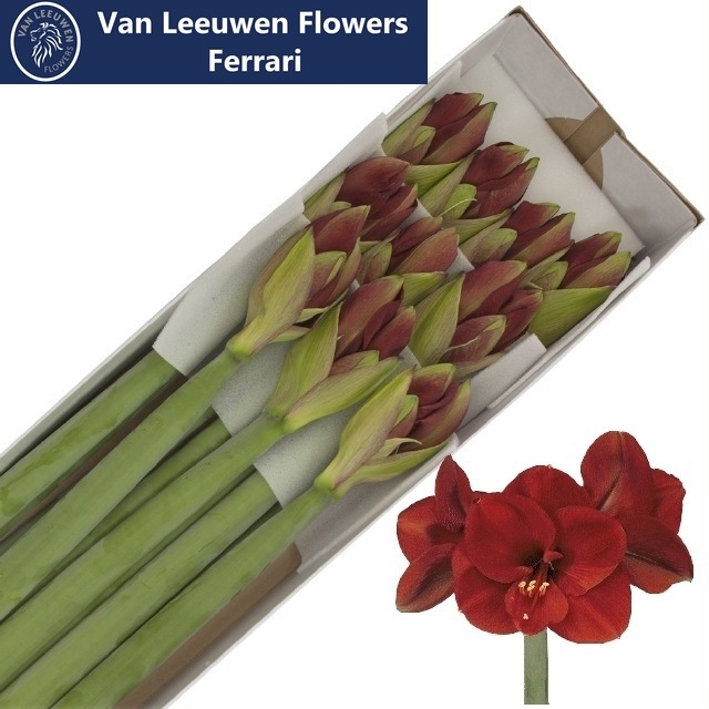 Амарилис Феррари (красн.) x10, шт.