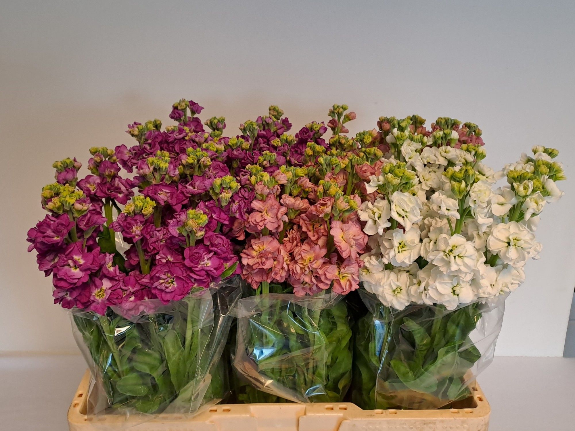 Маттиола од. Стокс Микс 50, шт.