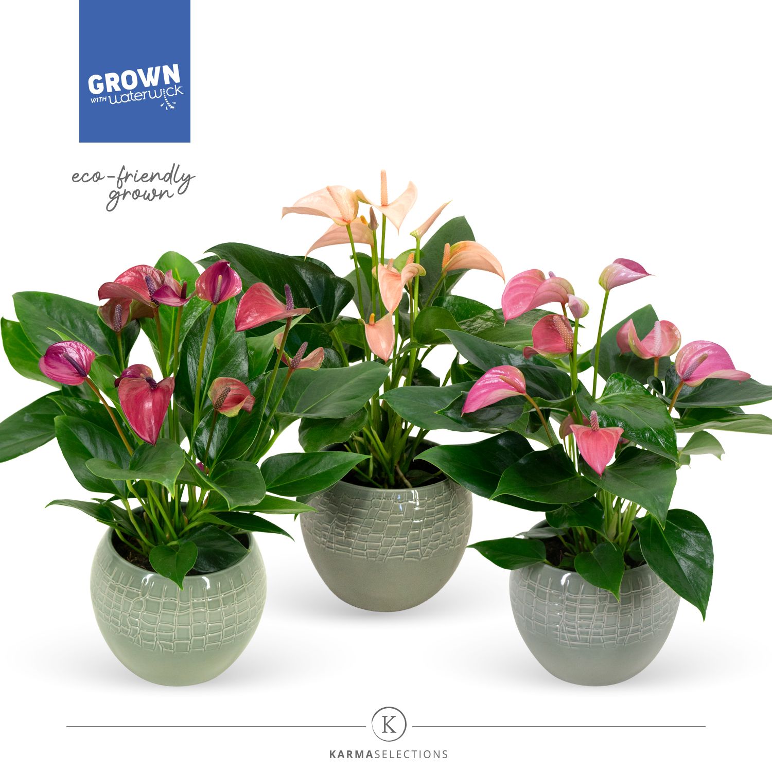 Mimesis Anthurium KARMA Multiflora mix - Bolivia Green, D 12