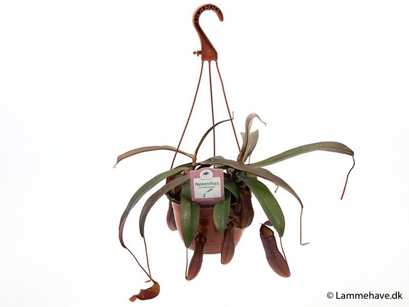 NEPENTHES-HYBRIDER 'Ampel Sanguinea' 176, D 15