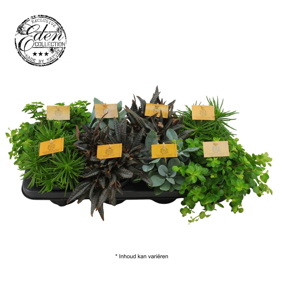 Gemengde tray 10,5cm, D 10,5 cm