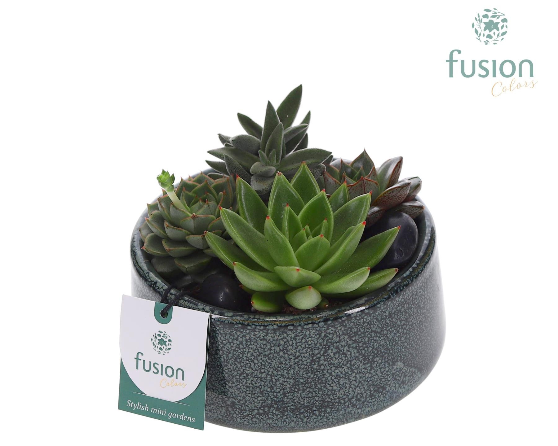 Pot Tol keramiek met Succulenten, D 15