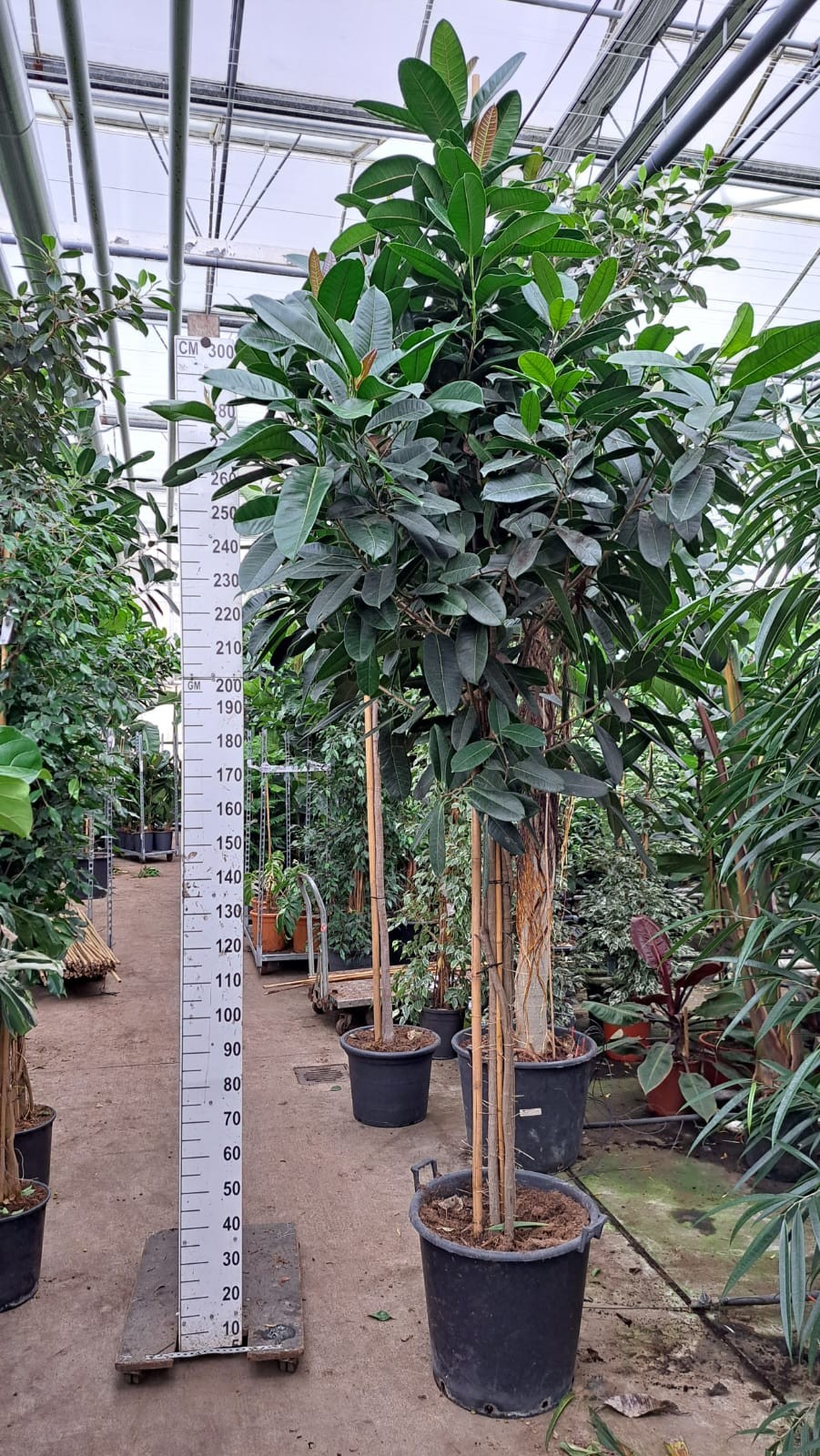 Ficus Tresor multistam 400, D 60