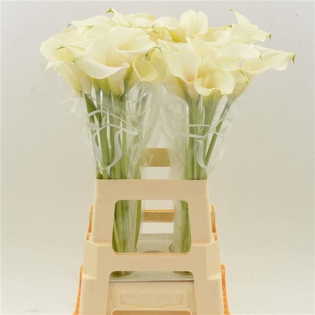 Калла Кэптен Вентура 70, шт.