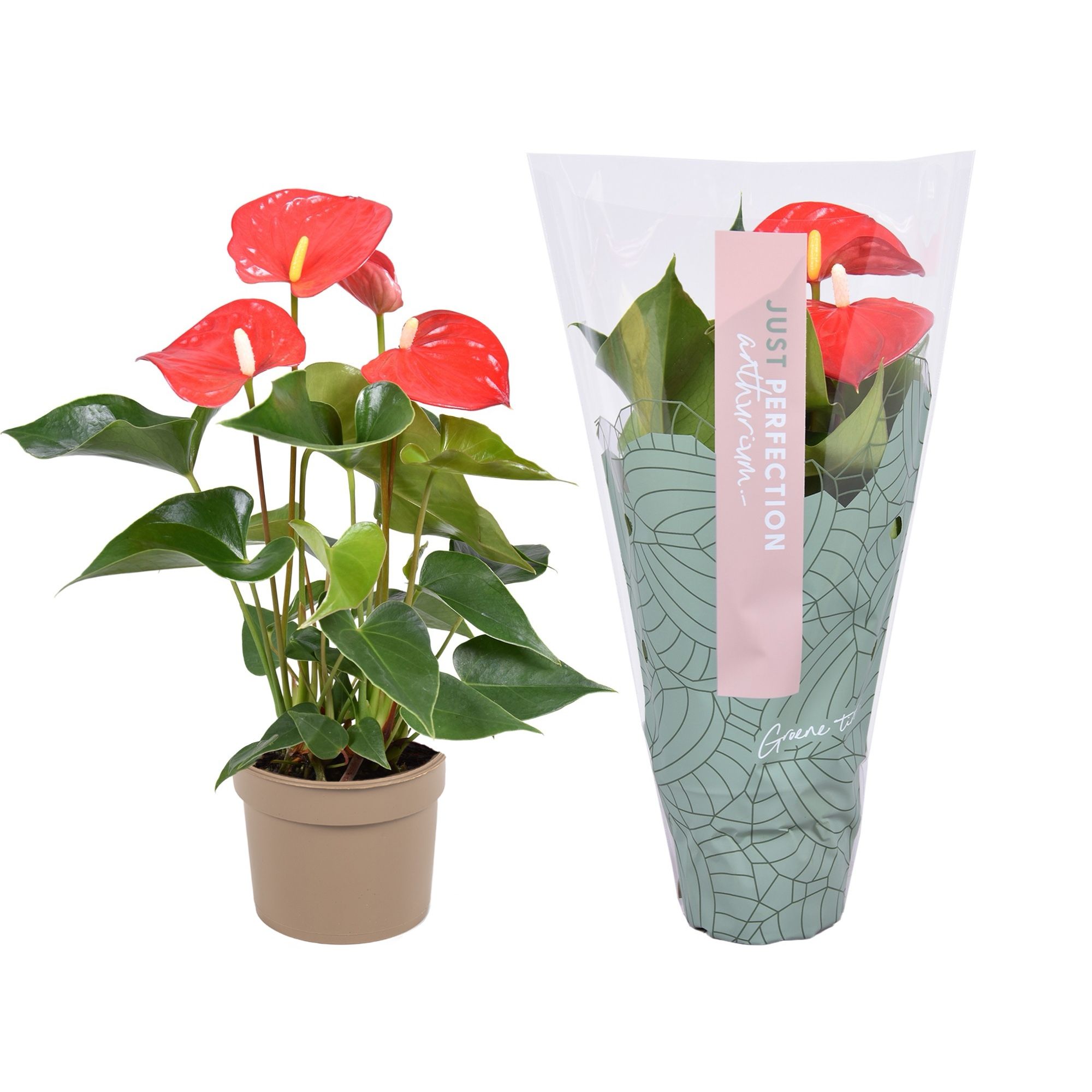 Anthurium Everio " Just perfection® (XL-Flowers), D 9