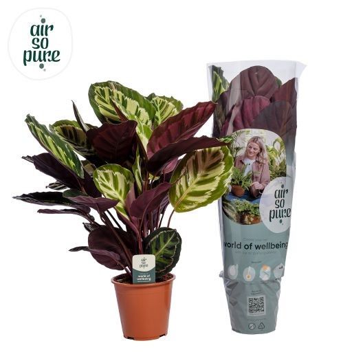 Calathea Rosea-Picta Air So Pure, D 19