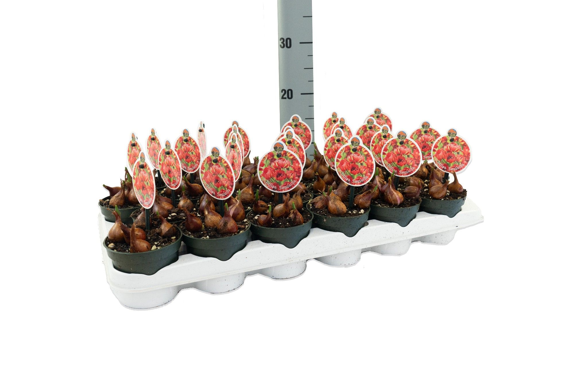 Tulipa Samantha, D 9