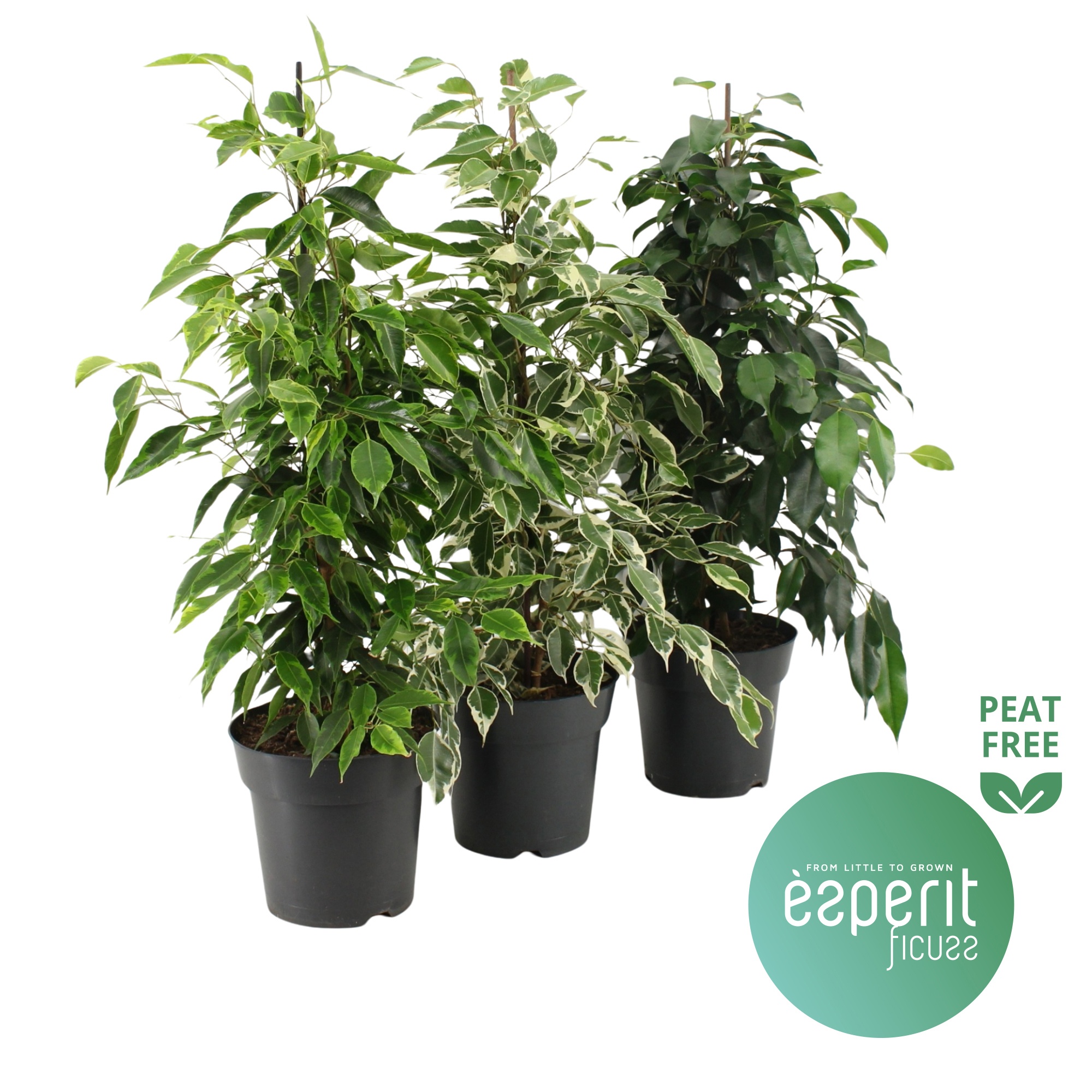 Ficus benjamina Royal Mix 2-3 srt., D 17