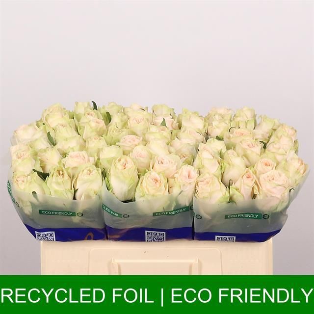 Роза од. Веддин Роуз 50, шт.