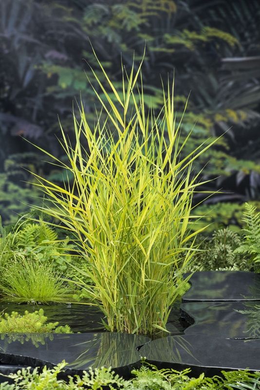 Phragmites australis Variegata, D 9