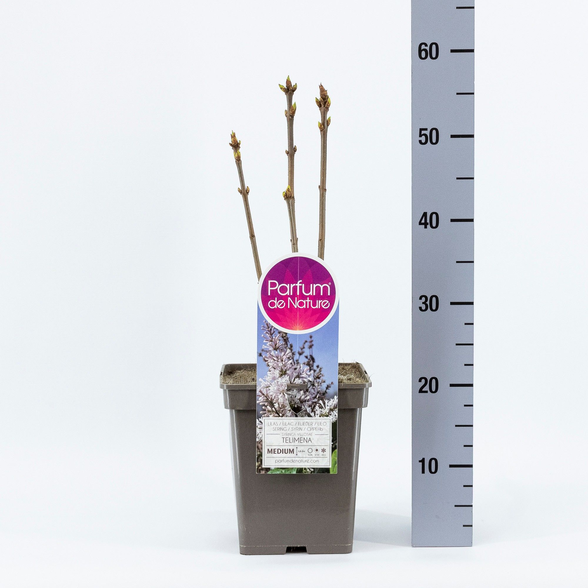 Syringa (V) Telimena, C5, D 23 cm Syringa (V) Telimena, C5, D 23 cm