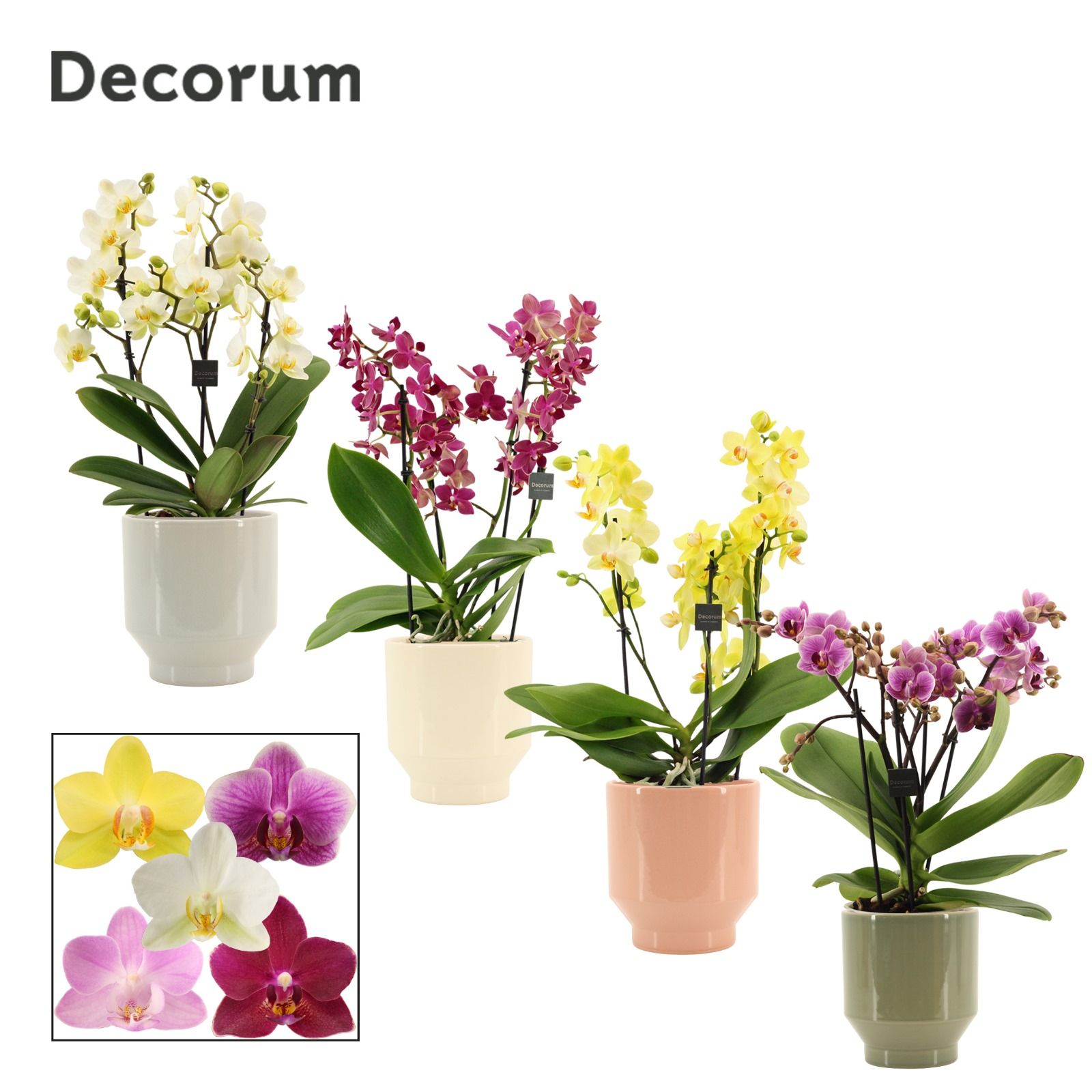 Phalaenopsis dazzling melange 3-4 tak in Pato (Deco-collection), D 12