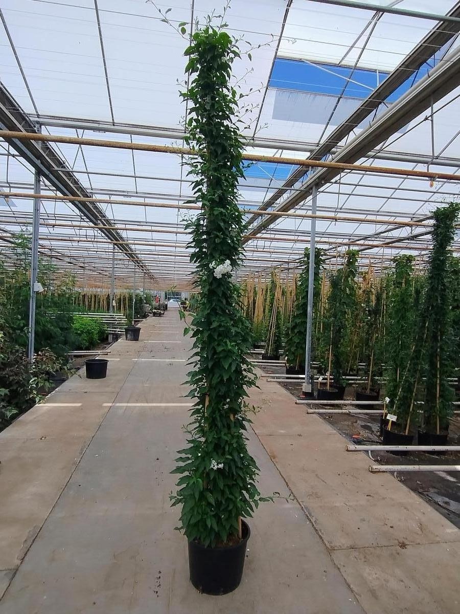 Solanum jasmin. 'Album', 3 stok, D 40