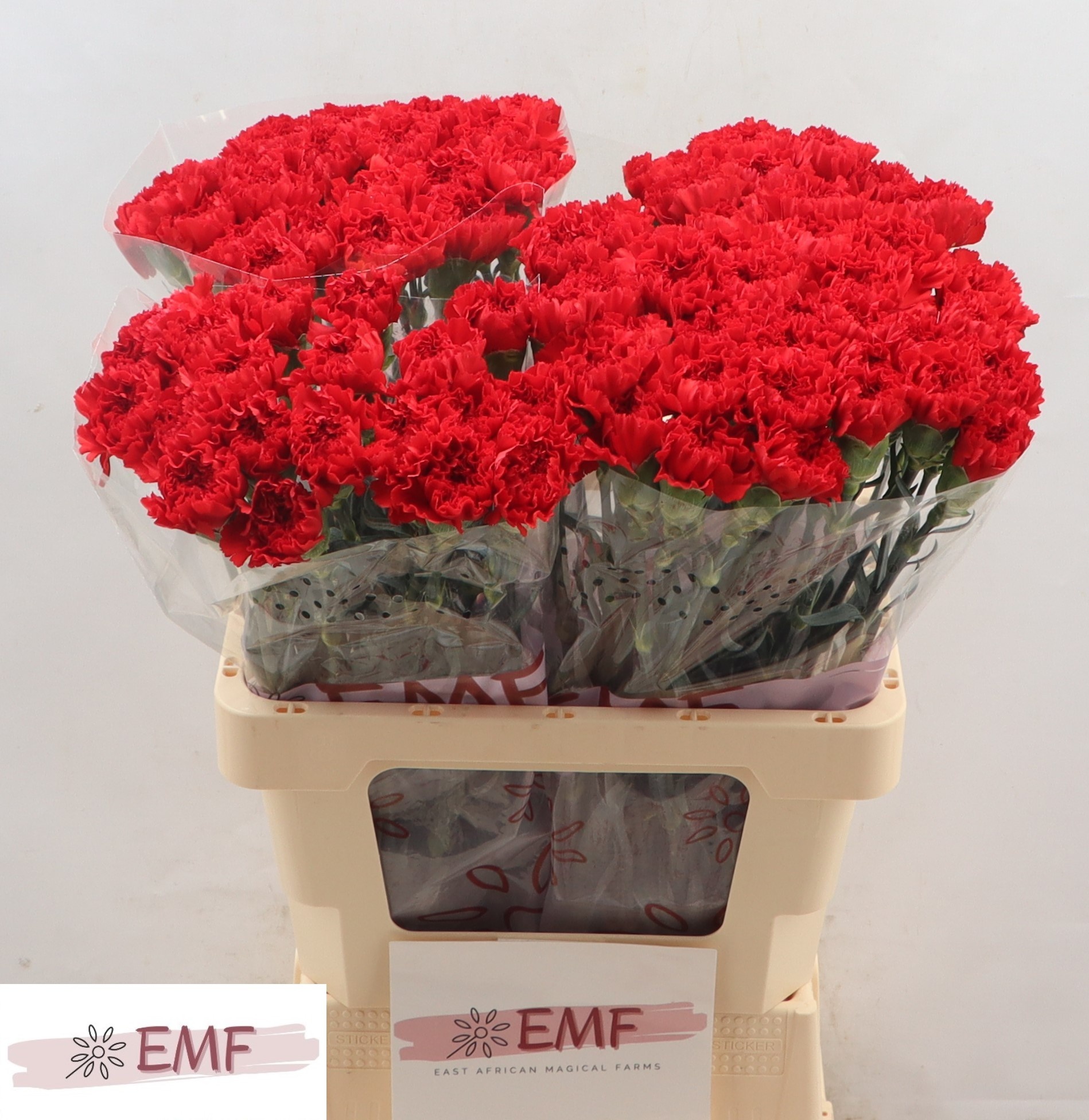 Диантус од. Дон Педро, шт.