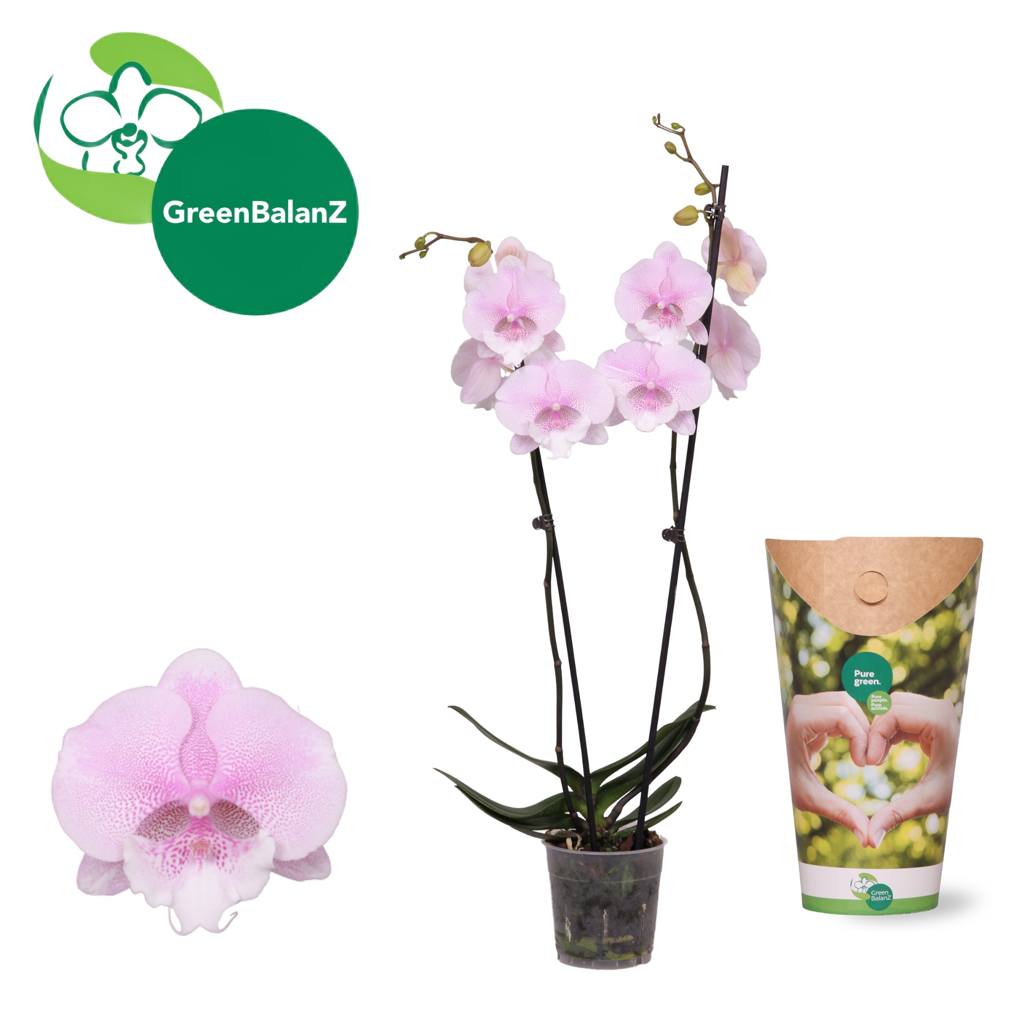 DesignZ - Queen's KizZ 2 tak in Potcover, D 12