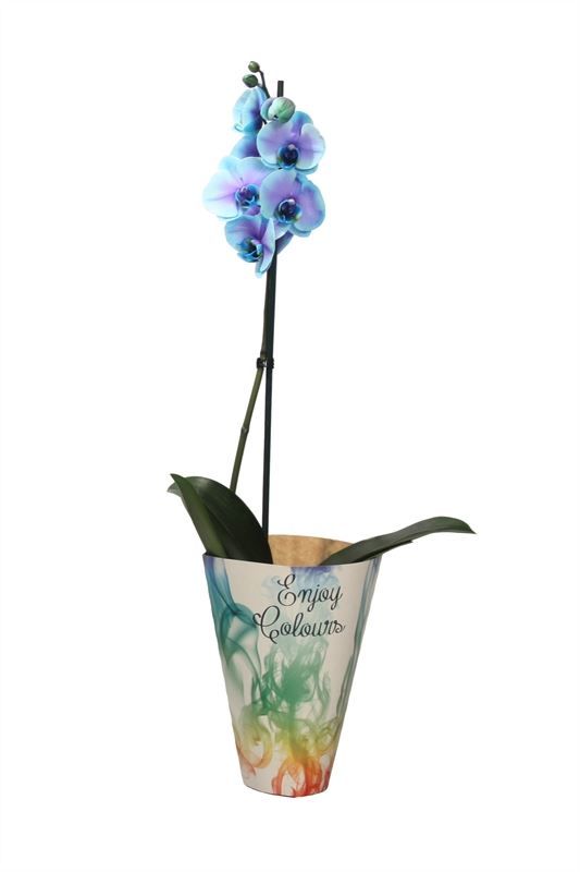 Potcover p12 enjoy Phal I am Blue Lagoon 1T09+, D 12 cm