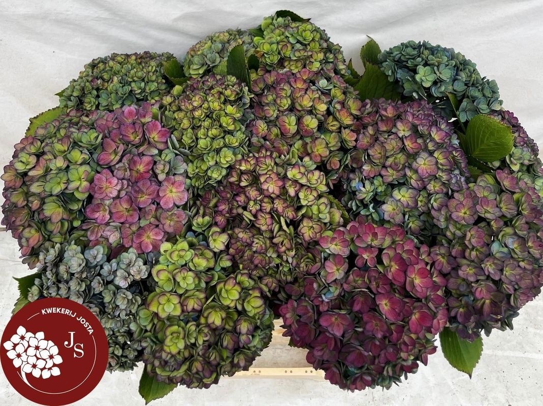 Гортензия Роял Кисс Классик 65, шт.