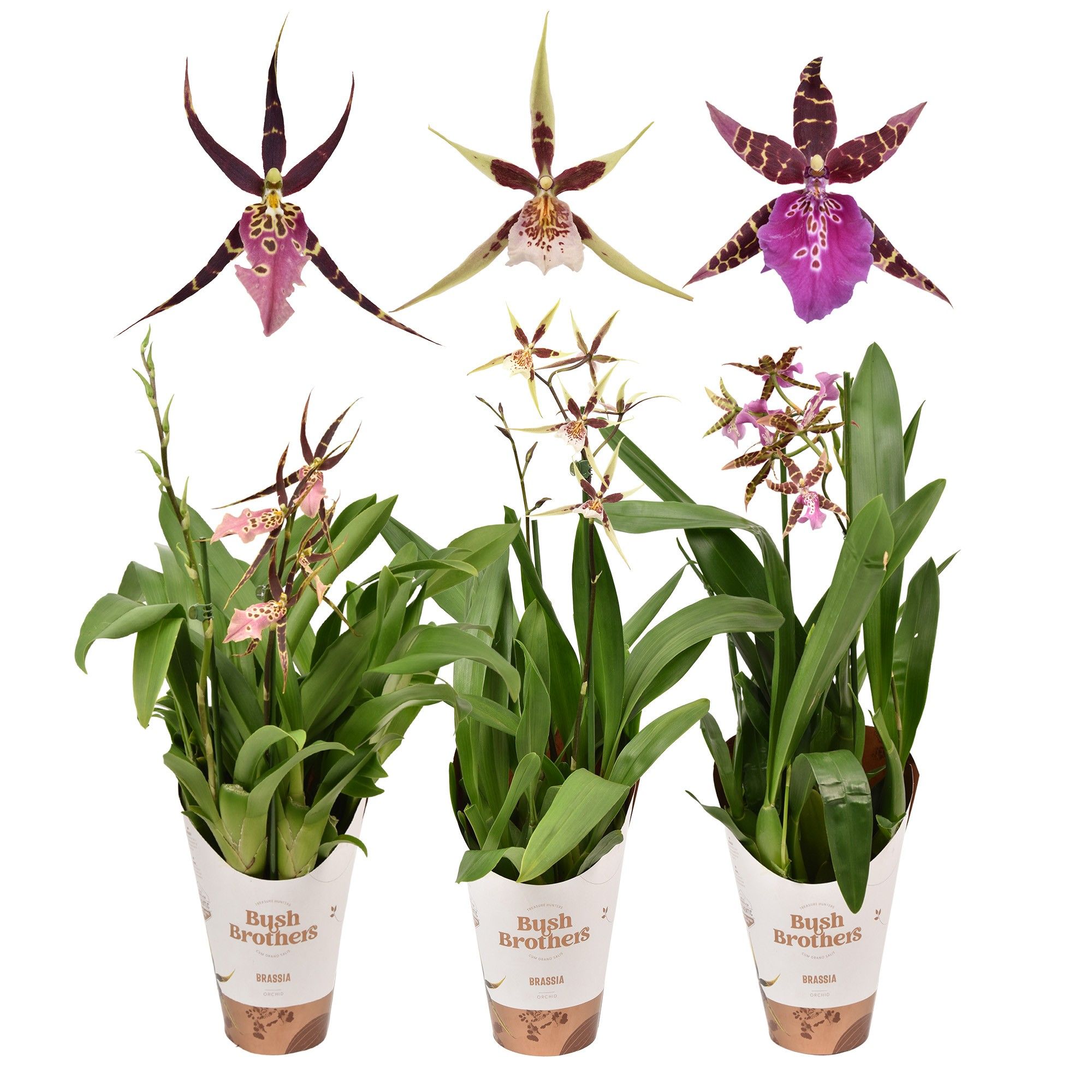 Brassia mix 2 tak kort 12 cm, D 12