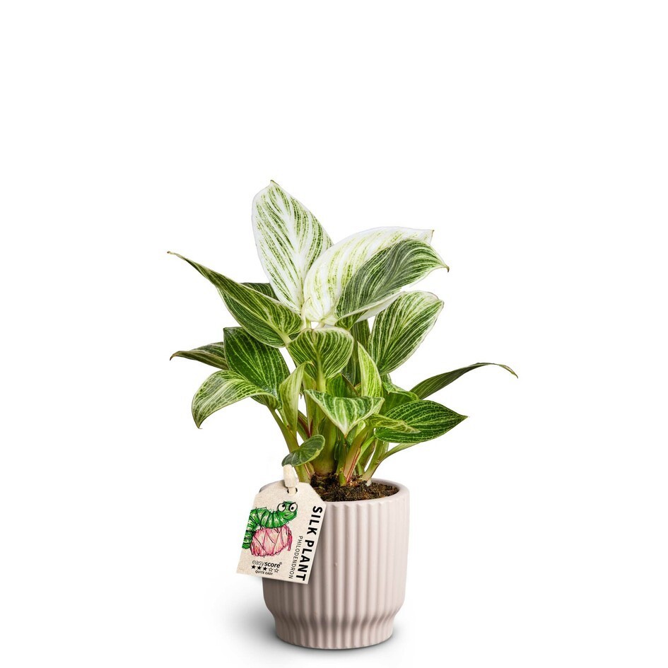 PHILODENDRON-HYBRID 'WHITE MEASURE' 40626063 Nordic L, D 7 cm
