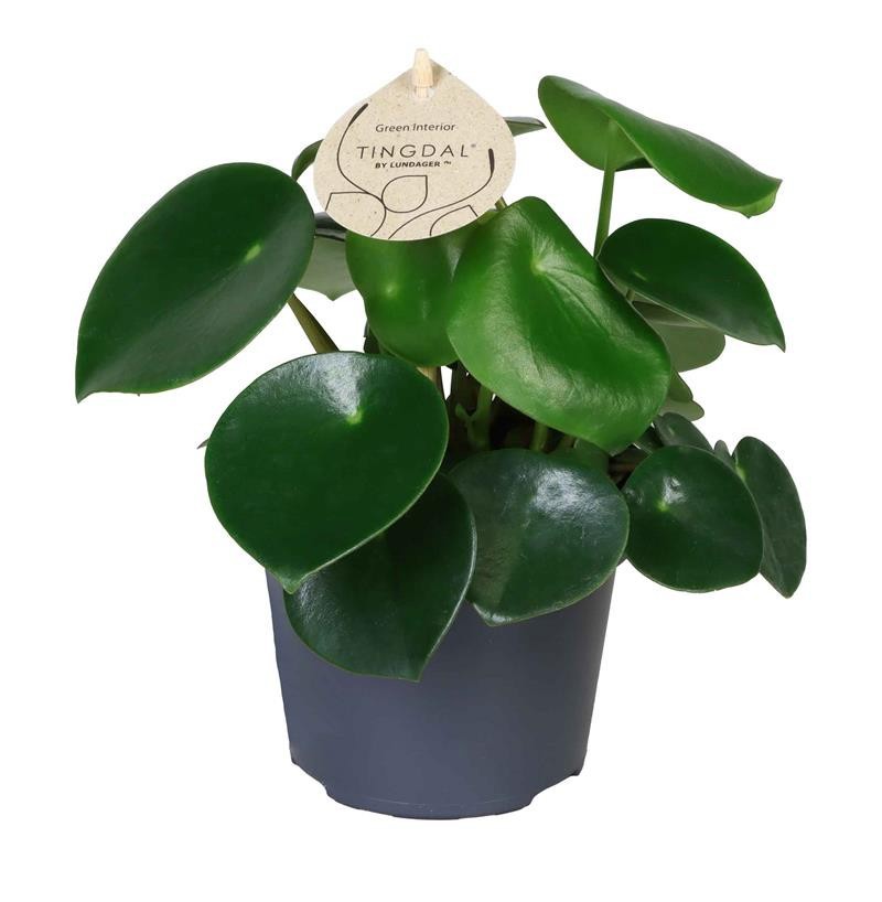 PEPEROMIA ARIFOLIA 'ARIFOLIA', D 12 cm PEPEROMIA ARIFOLIA 'ARIFOLIA', D 12 cm