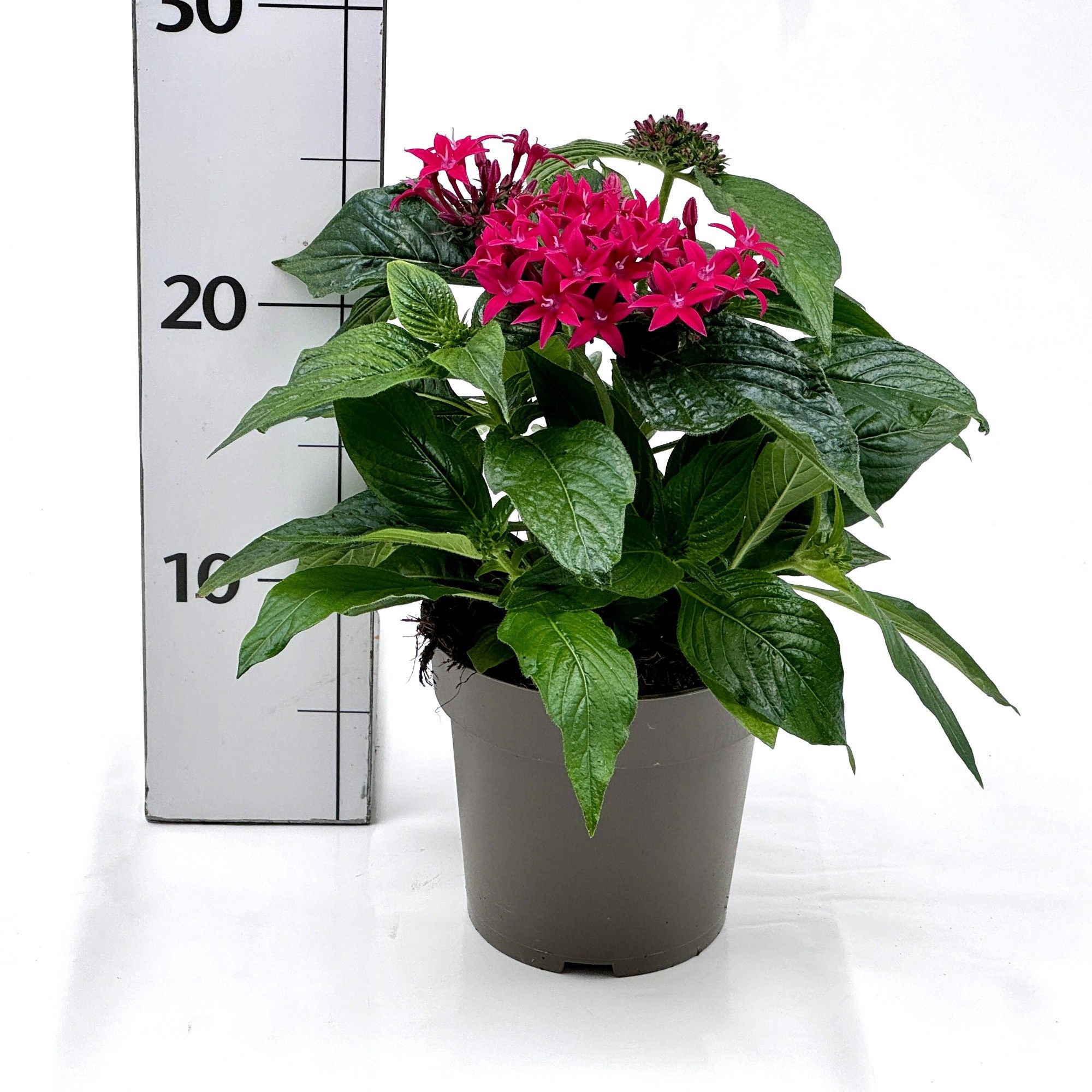 Pentas lanzeolata, D 12