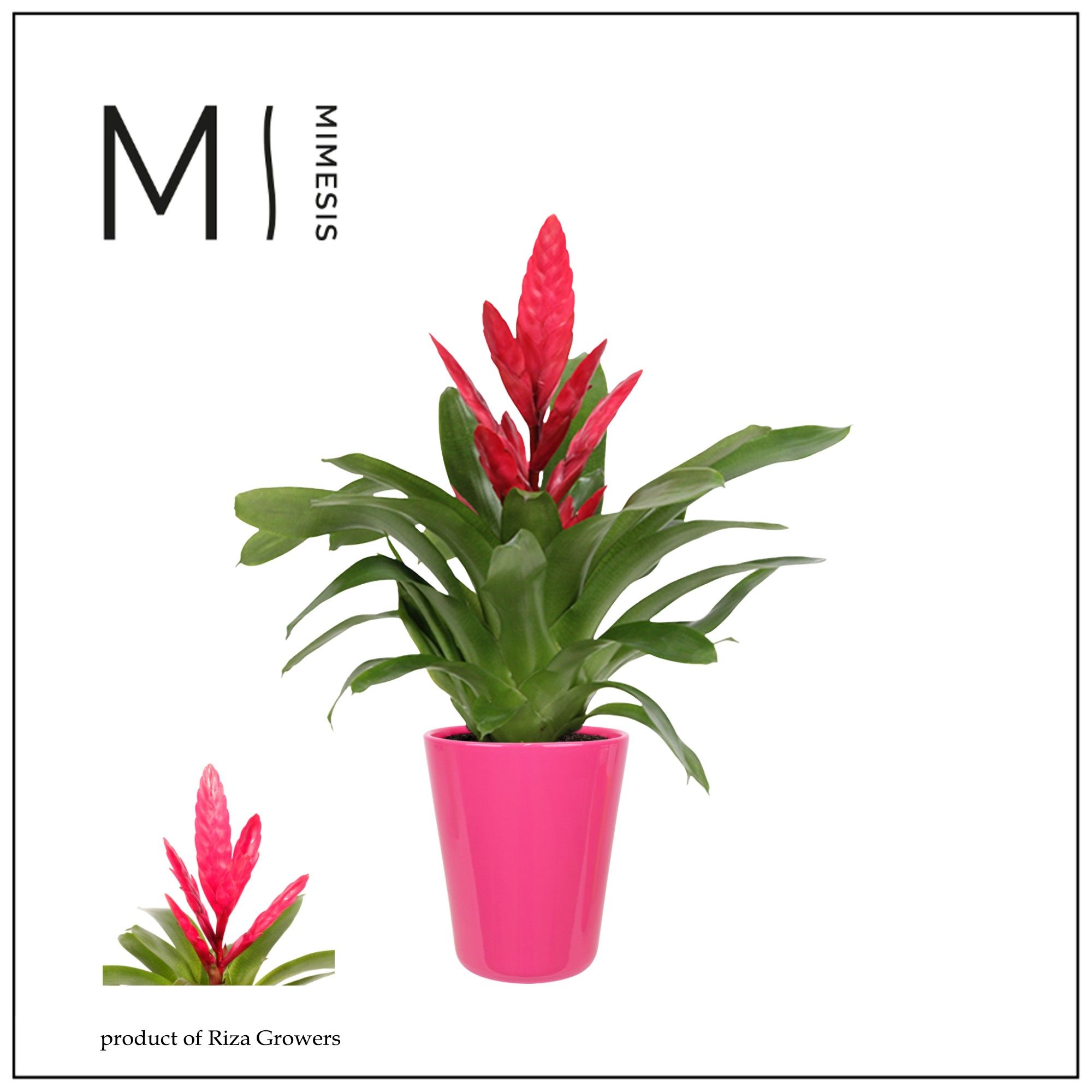 Vriesea Intenso Pink - 13cm in Florence | Mimesis, D 13