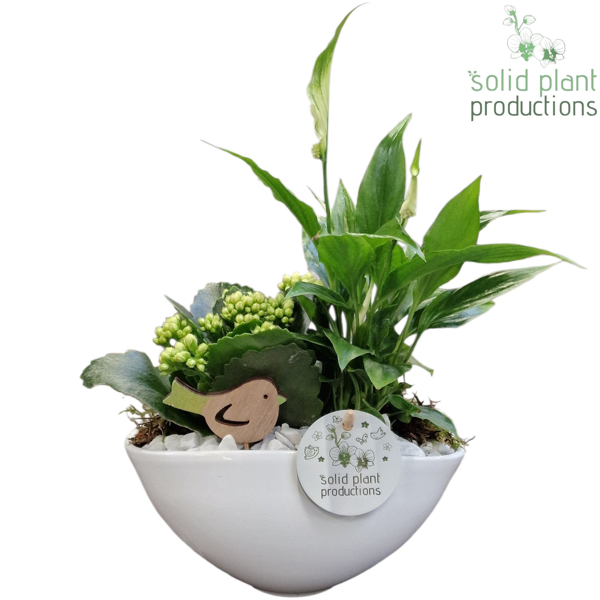 SK006 Katty White, D 19