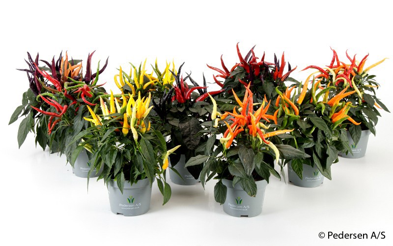 CAPSICUM ANNUUM PRYDPLANTE 'MAYA CARAMBA', D 11 cm