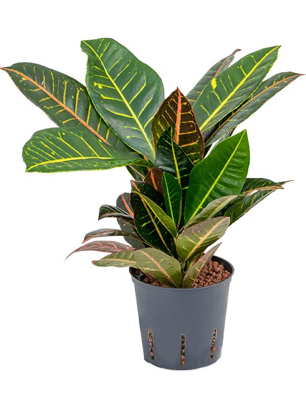 Croton (Codiaeum) variegatum 'Petra', D 13 cm