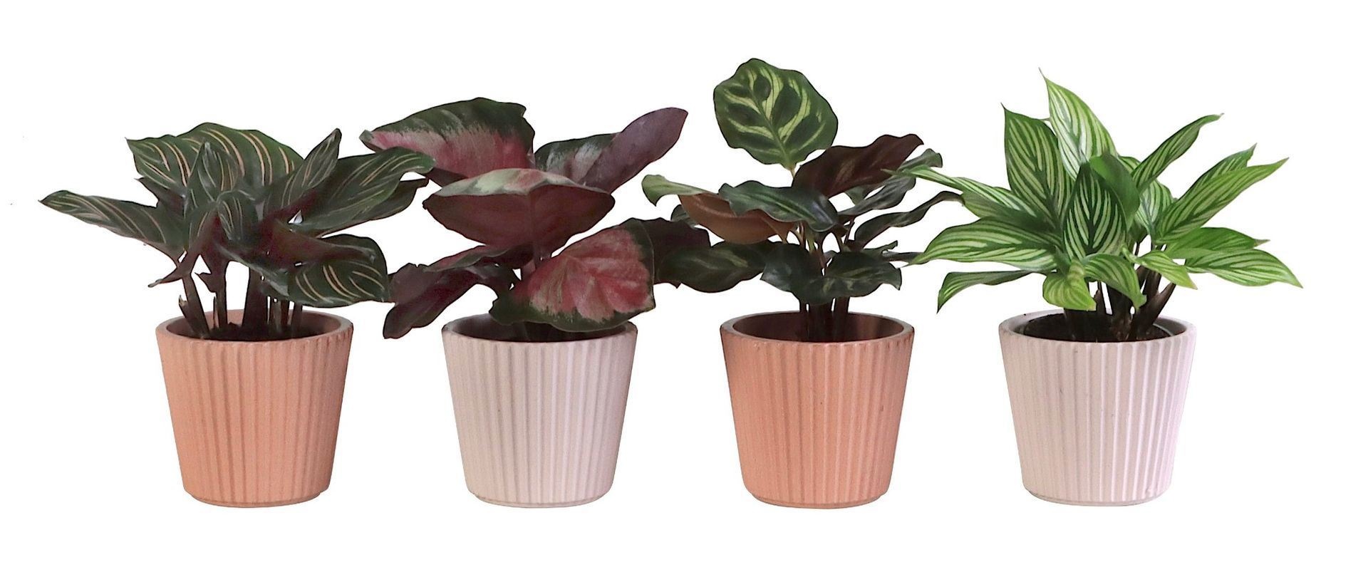 L 65927 with Calathea Mix 6 cm, D 6