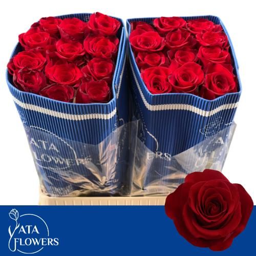 Роза од. Фридом 70, шт.