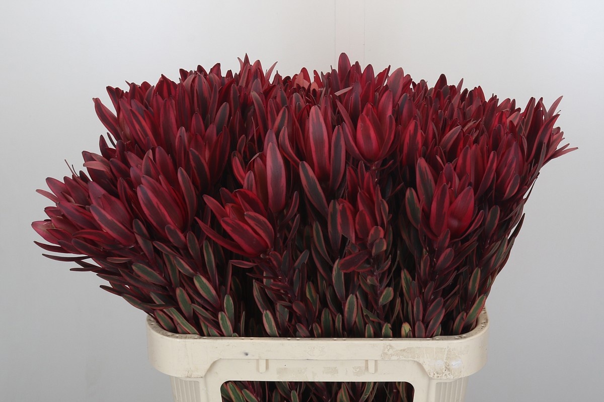 Леукадендрон Джестер 80, шт.