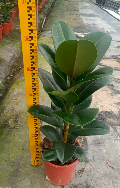 Фикус Грин Кинг Конг сингл плант 18 60