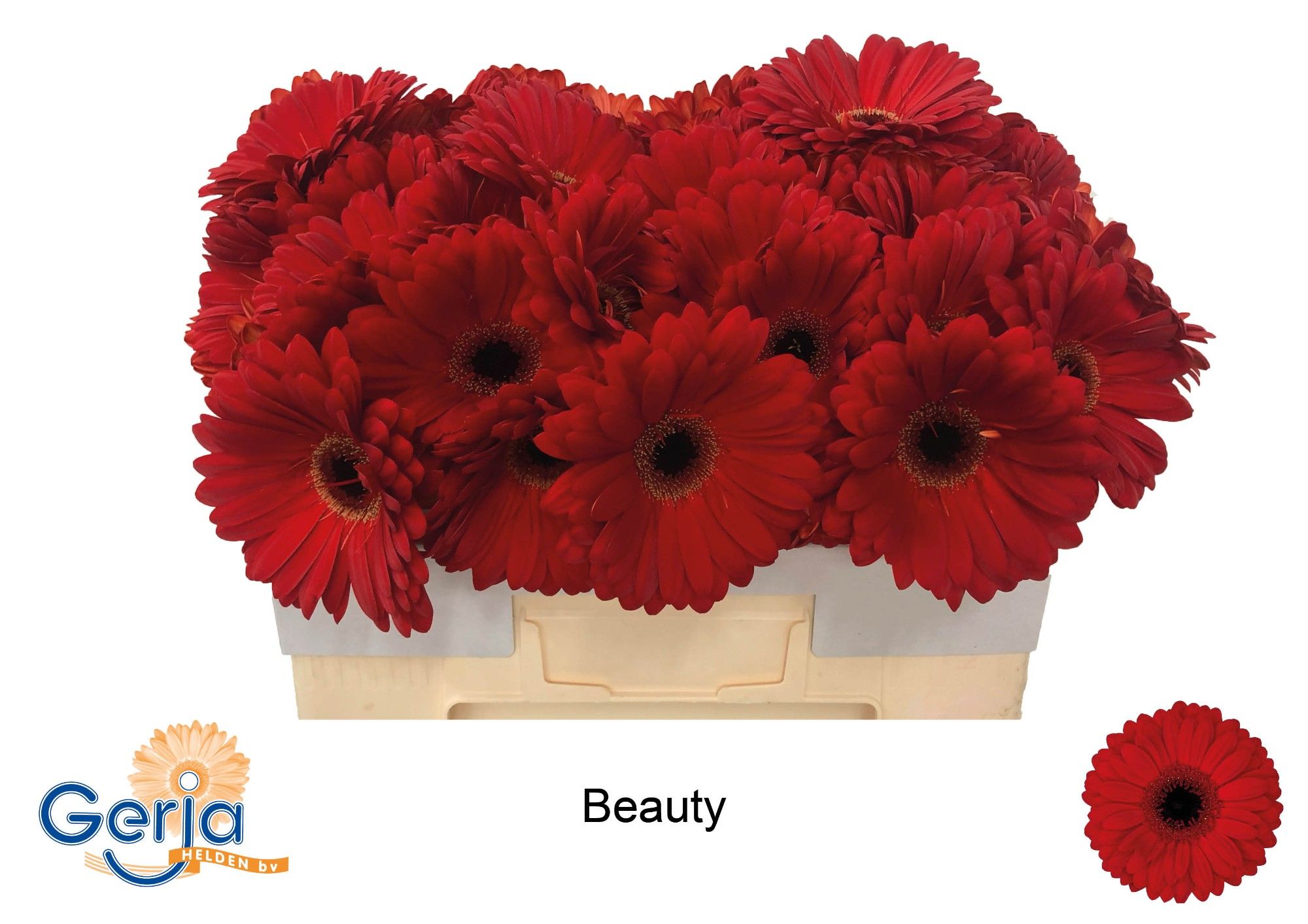 Гербера Бьюти, шт.