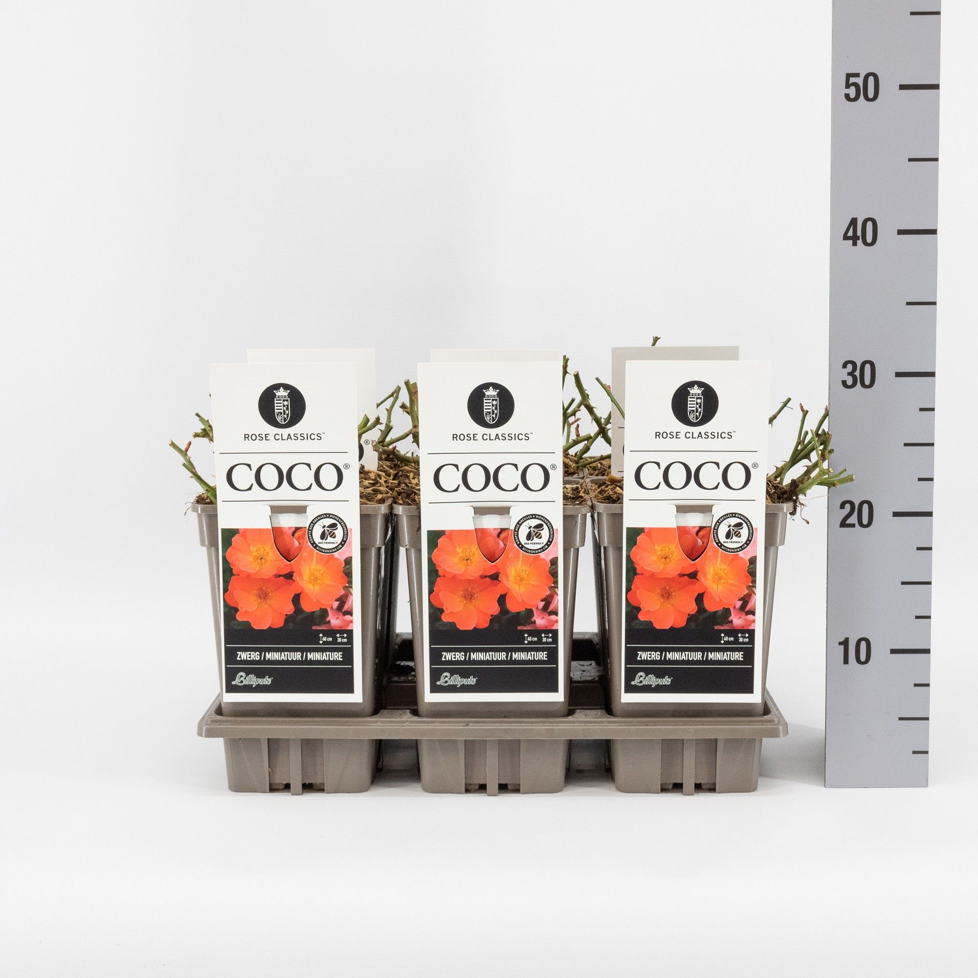 Rosa (M) Coco ®, C3, D 17