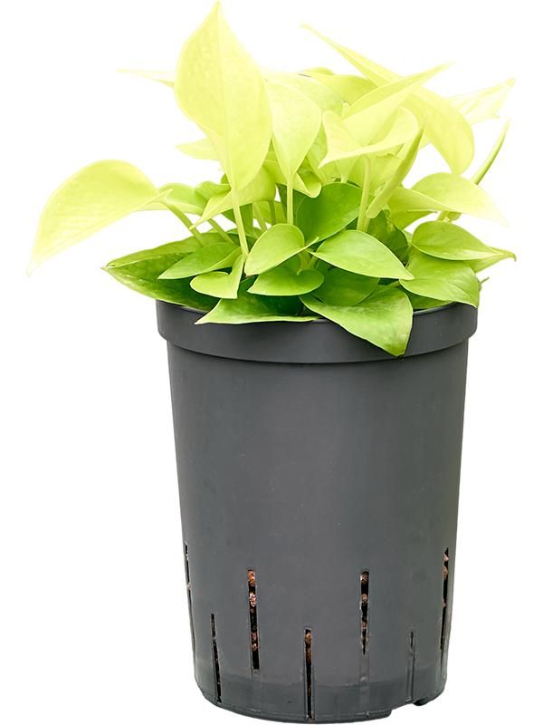 Scindapsus (Epipremnum) 'Golden pothos', D 15