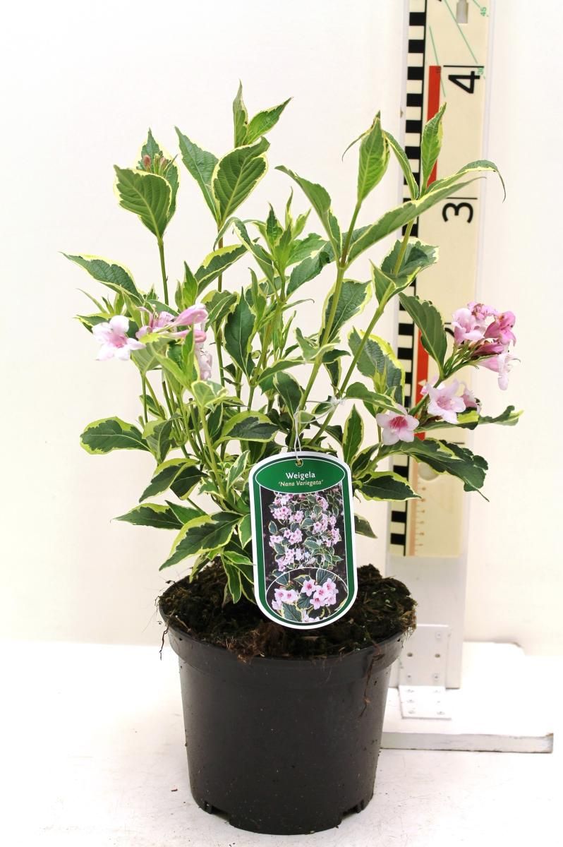 Weigela 'Nana Variegata', D 19 cm
