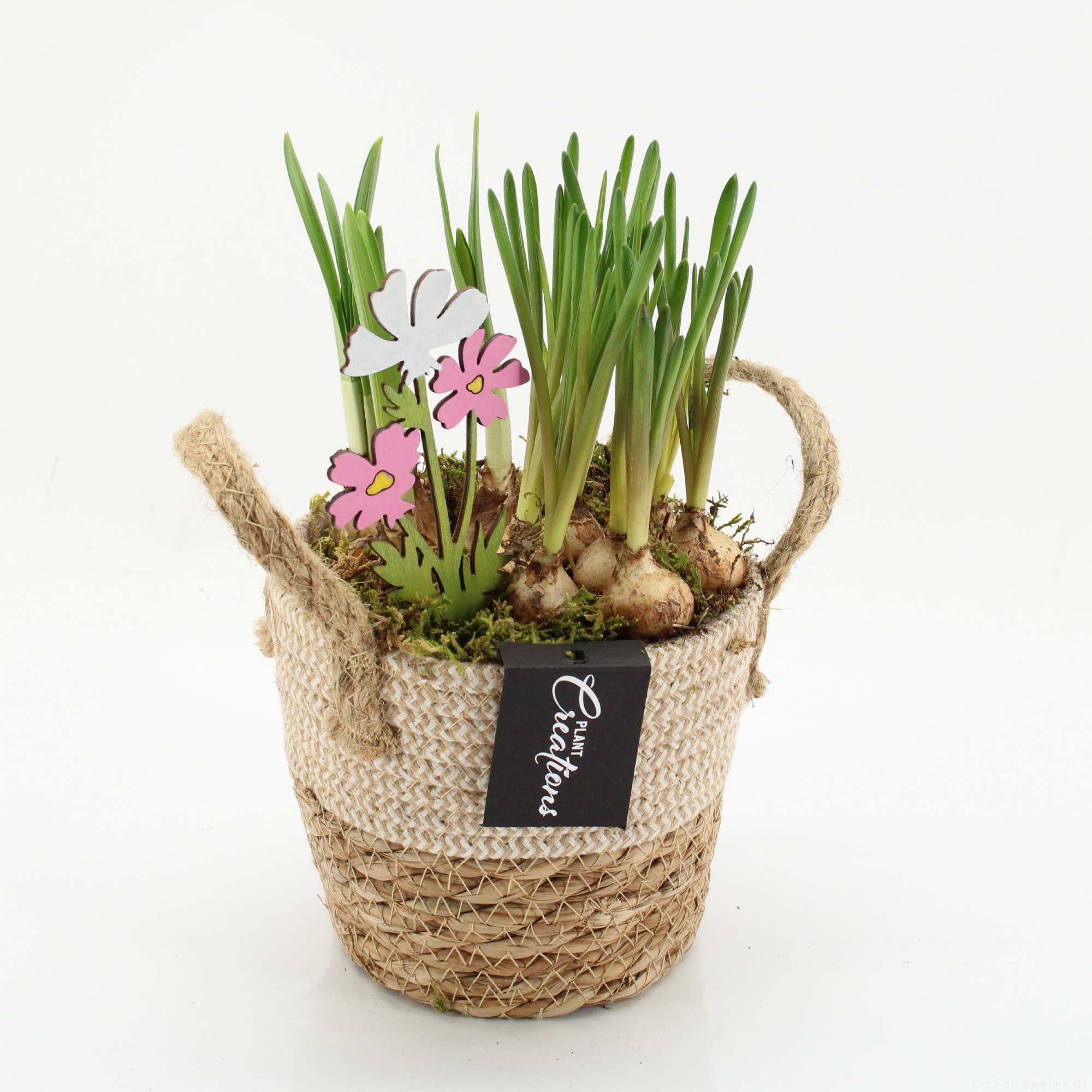 BLCR-2624 Bulbs creations, D 14